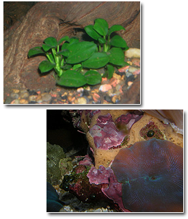 The Fish Store